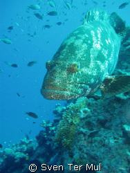 big grouper by Sven Ter Mul 